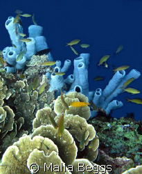 "Brilliant Blue Sponge".  Natural color of sponge at deep... by Malia Beggs 